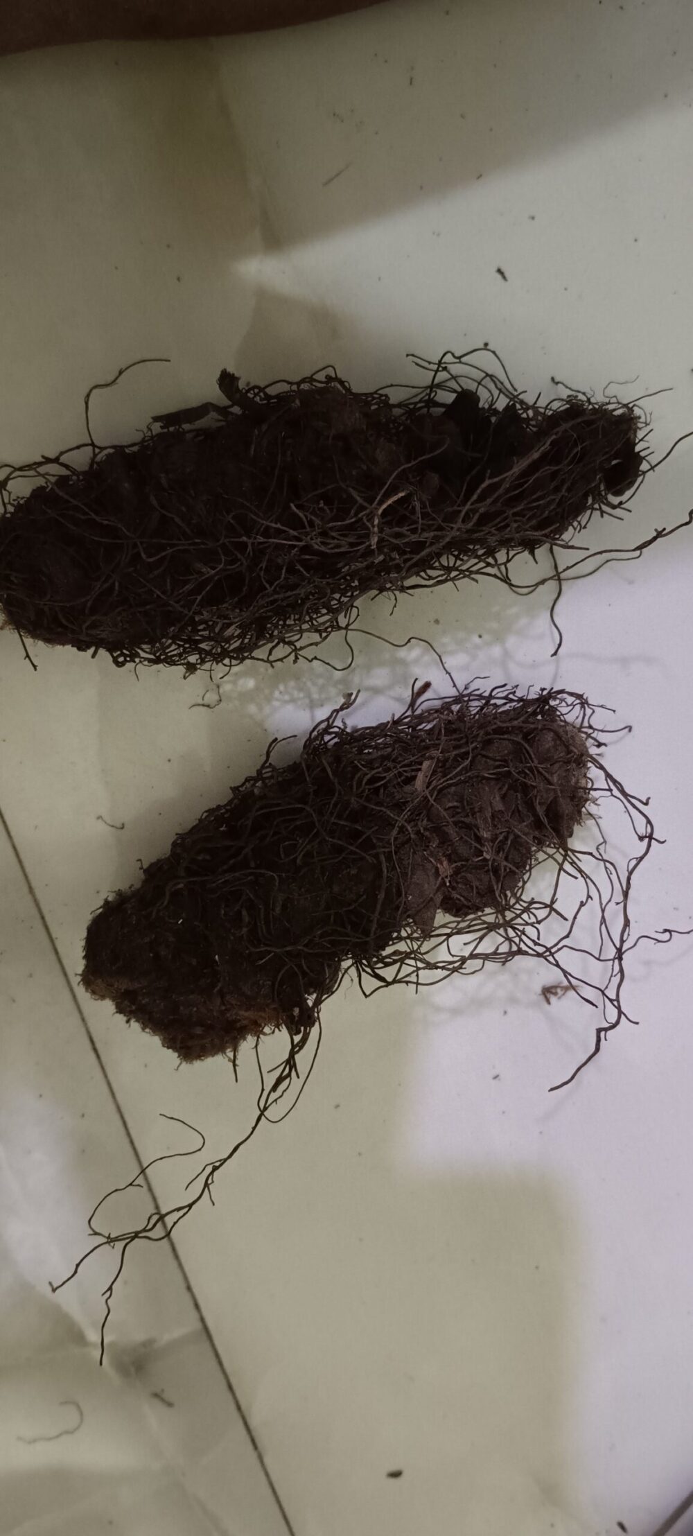 हत्थाजोड़ी की जड़